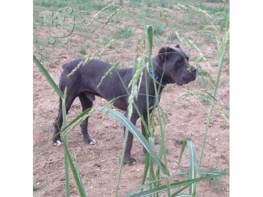 CANE CORSO ΓΚΡΙ-ΜΠΛΕ